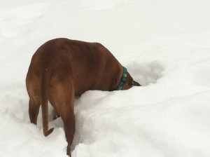 Rhodesian Ridgeback Puppy Breeder North Carolina NC