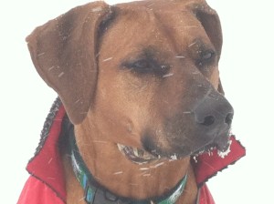 Rhodesian Ridgeback Puppy Breeder North Carolina NC