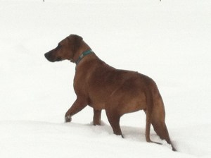 Rhodesian Ridgeback Puppy Breeder North Carolina NC