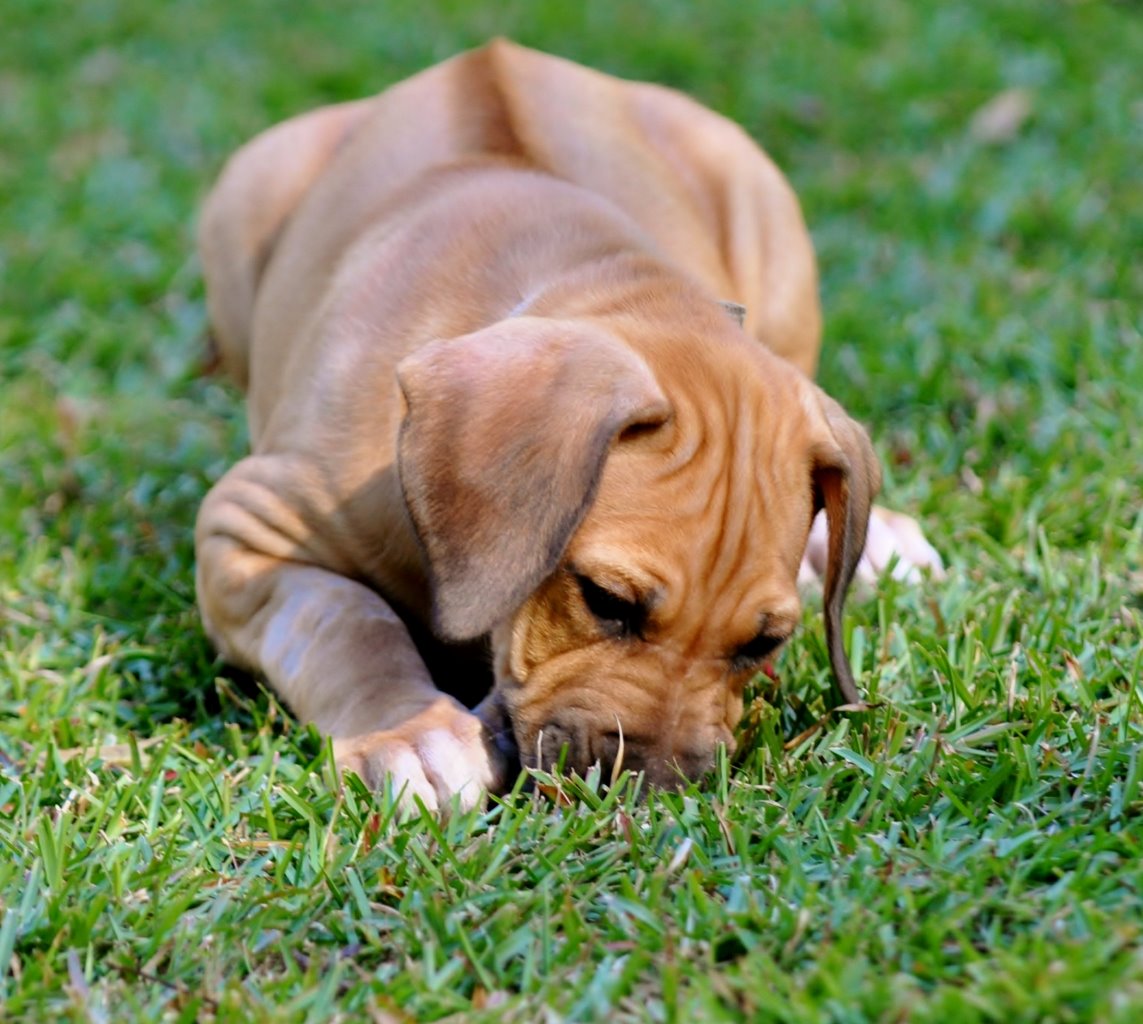 Carolina Ridgebacks VESPER | MillaBella Rhodesian Ridgebacks | Rhodesian Ridgeback Breeder ...