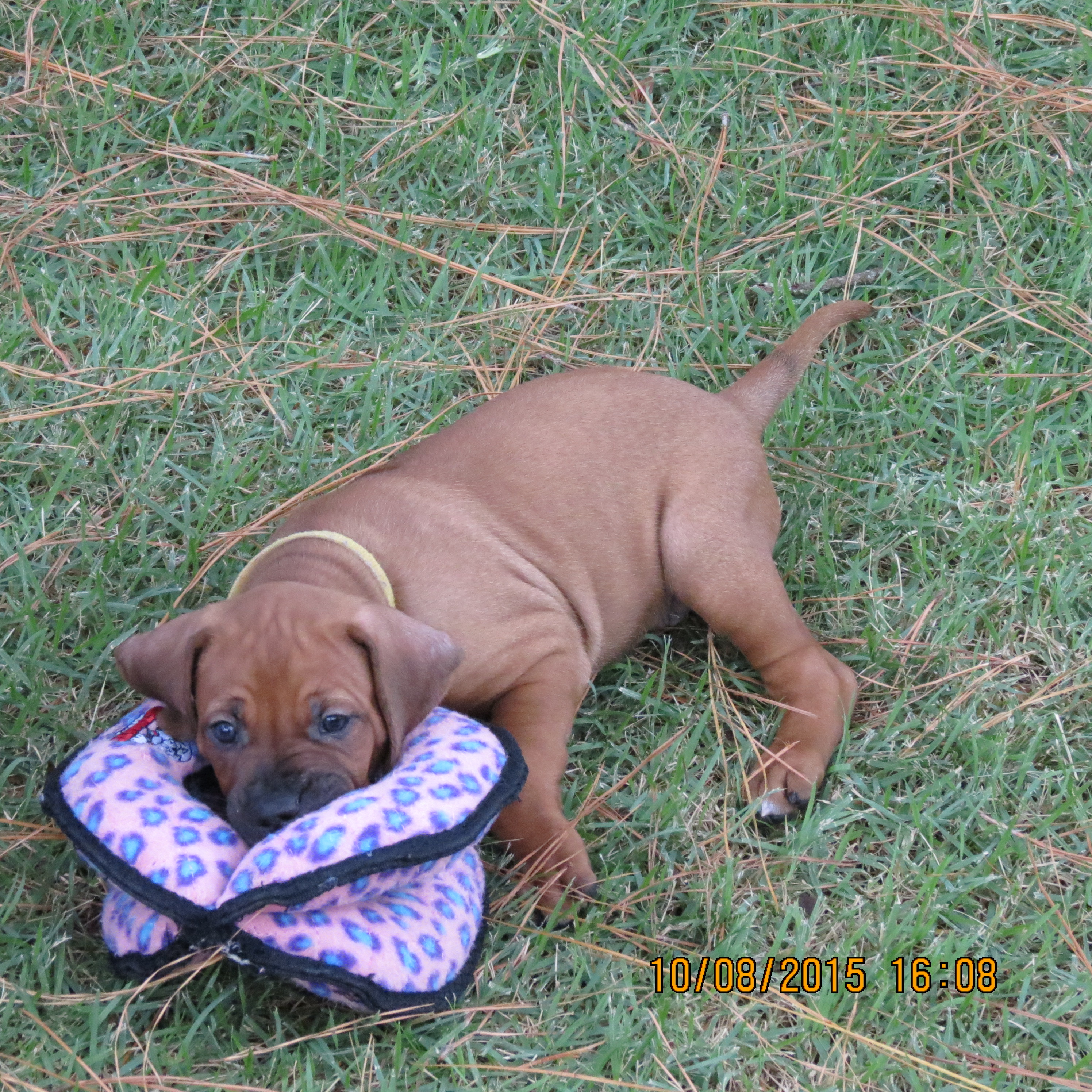 Carolina Ridgebacks CHARLIZE | MillaBella Rhodesian Ridgebacks | Rhodesian Ridgeback ...