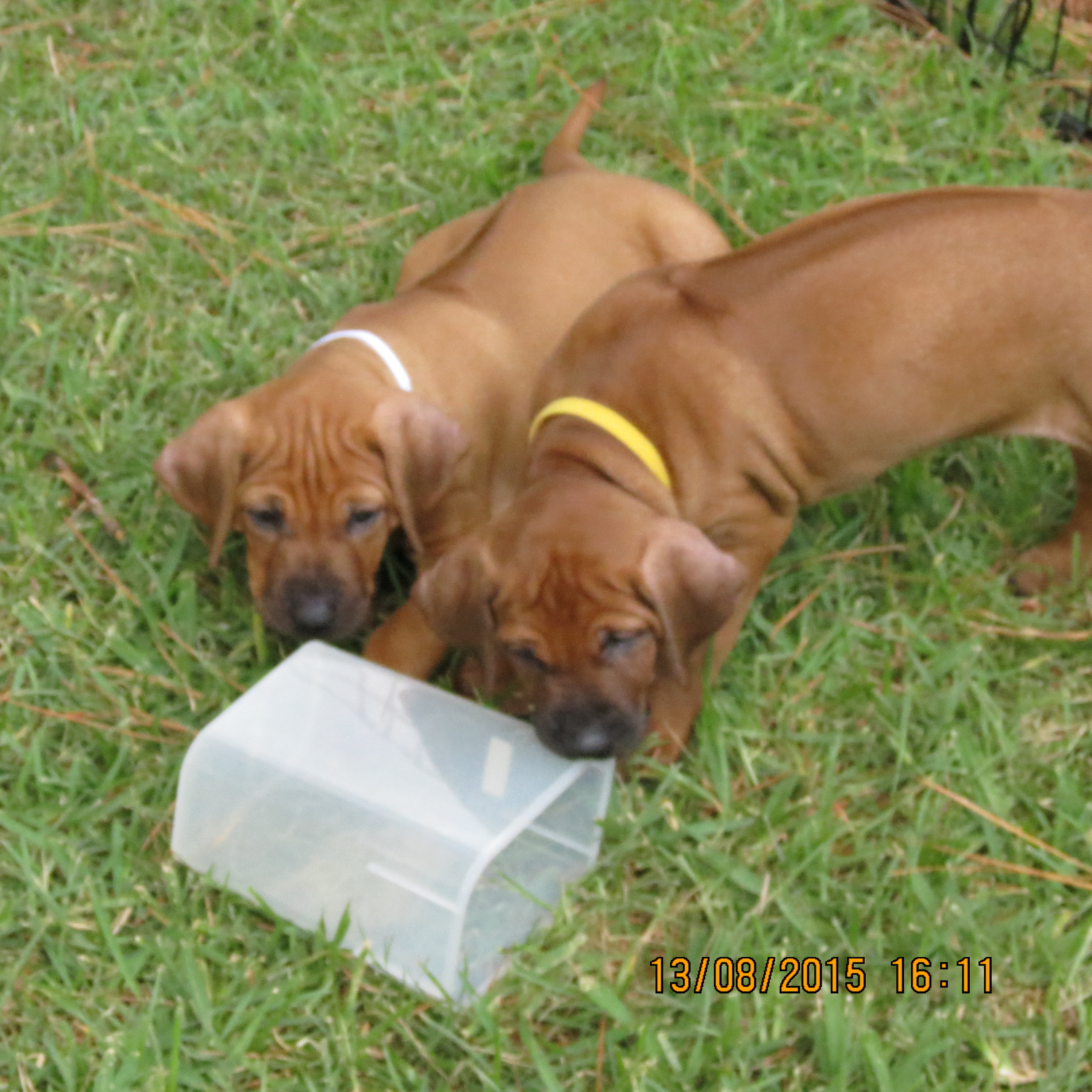Carolina Ridgebacks CHARLIZE | MillaBella Rhodesian Ridgebacks | Rhodesian Ridgeback ...