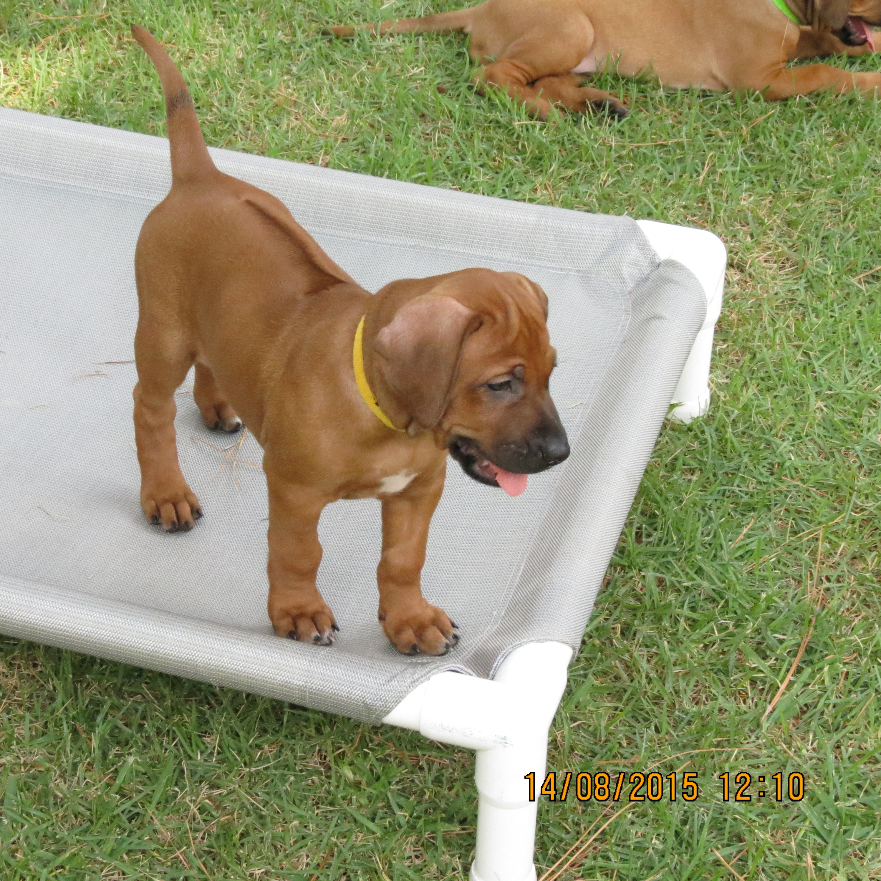 Carolina Ridgebacks CHARLIZE | MillaBella Rhodesian Ridgebacks | Rhodesian Ridgeback ...