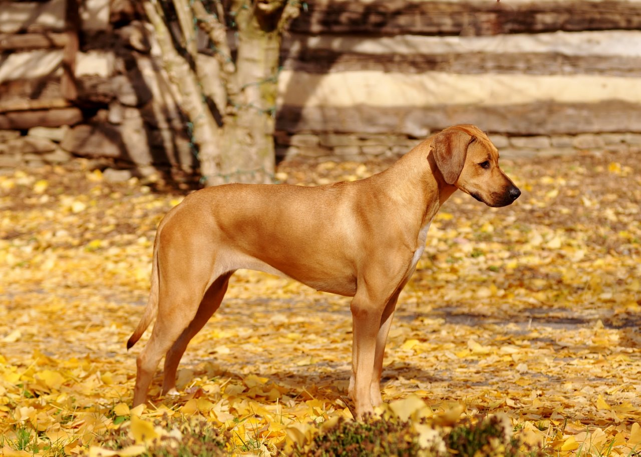 Carolina Ridgebacks VESPER | MillaBella Rhodesian Ridgebacks | Rhodesian Ridgeback Breeder ...