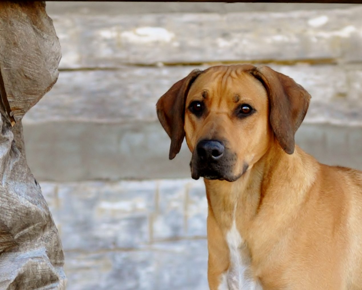 Carolina Ridgebacks VESPER | MillaBella Rhodesian Ridgebacks | Rhodesian Ridgeback Breeder ...