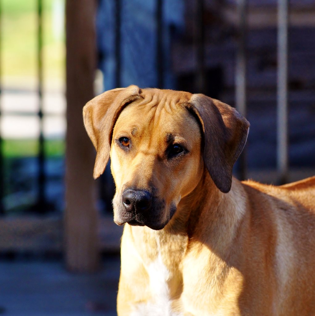 Carolina Ridgebacks VESPER | MillaBella Rhodesian Ridgebacks | Rhodesian Ridgeback Breeder ...
