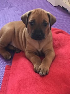 Mr Brown - 2nd litter