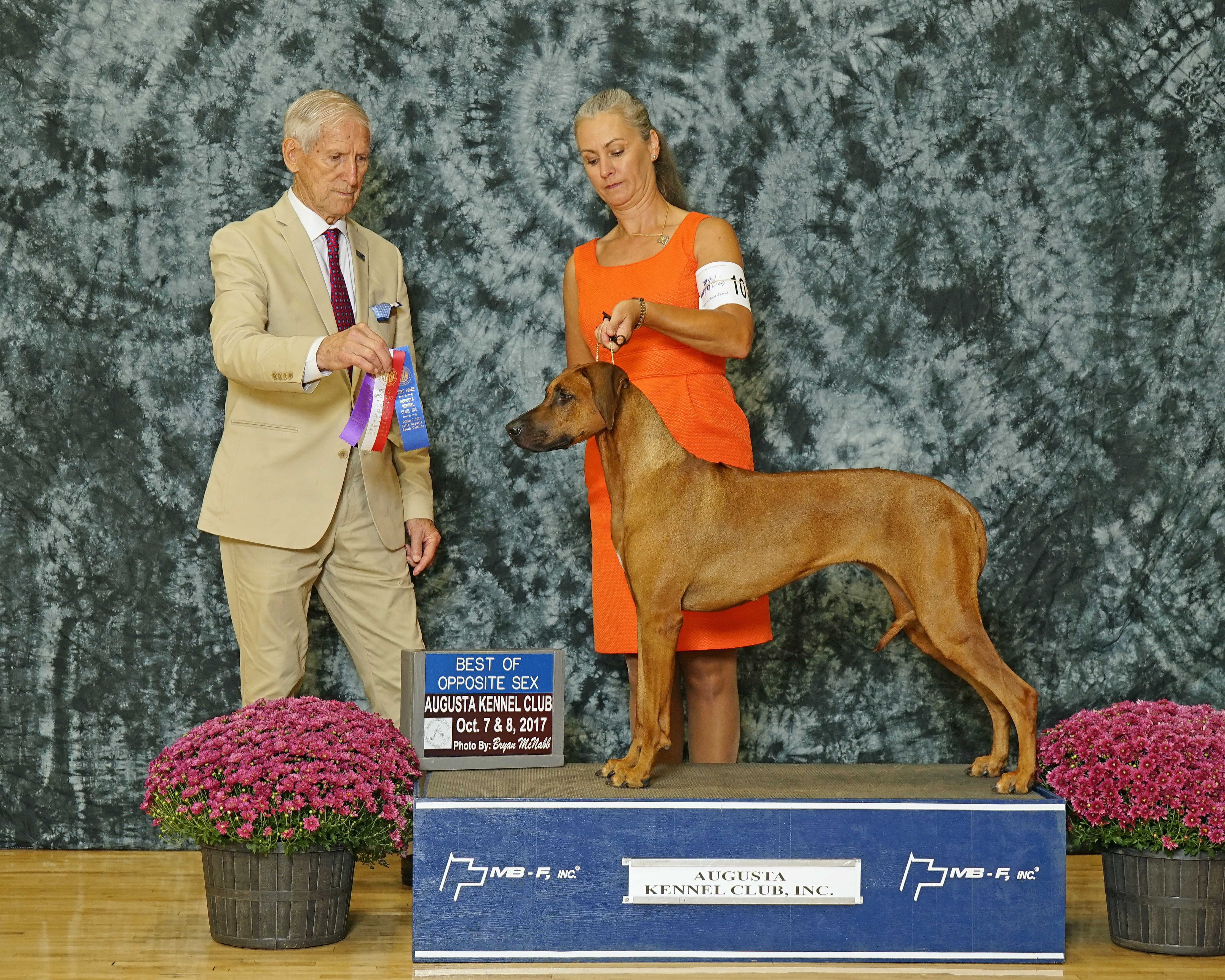 Carolina Ridgebacks CHARLIZE | MillaBella Rhodesian Ridgebacks | Rhodesian Ridgeback ...