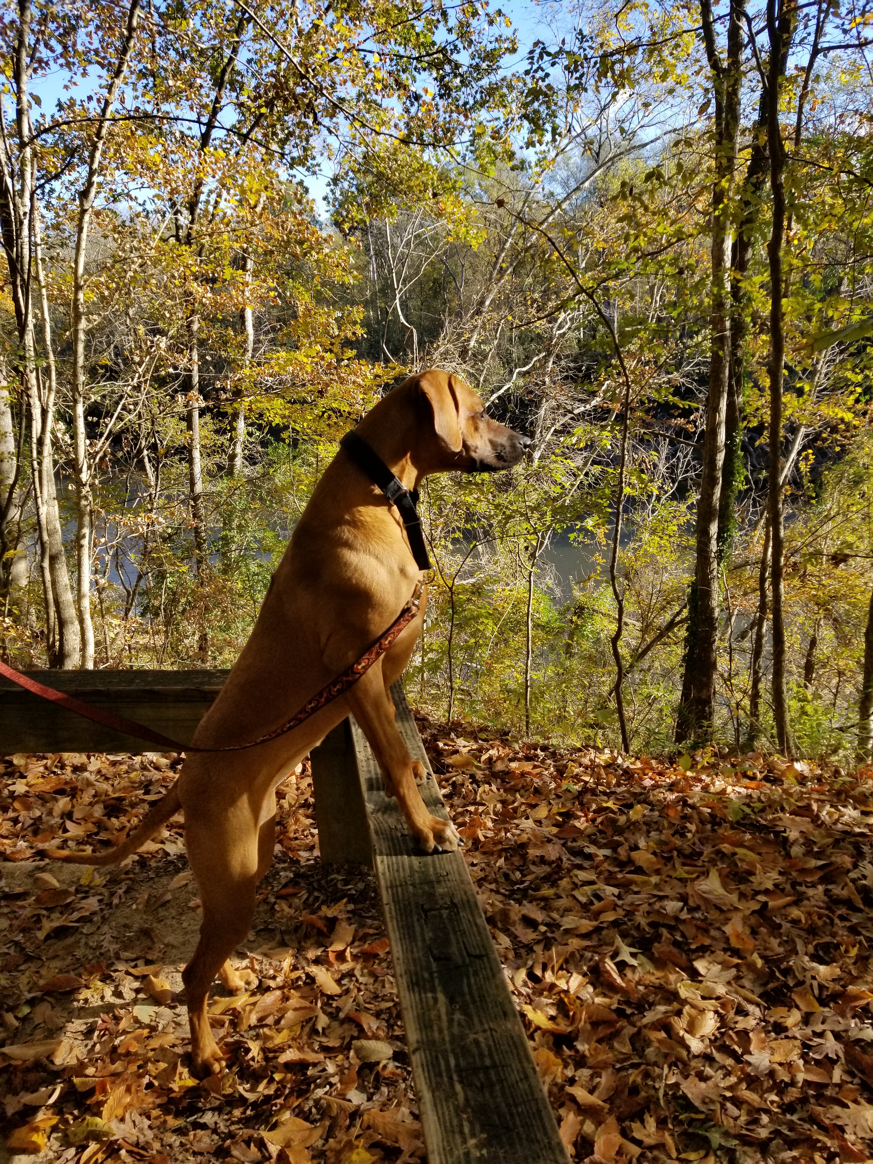 Carolina Ridgebacks RIVA | MillaBella Rhodesian Ridgebacks | Rhodesian Ridgeback Breeder ...