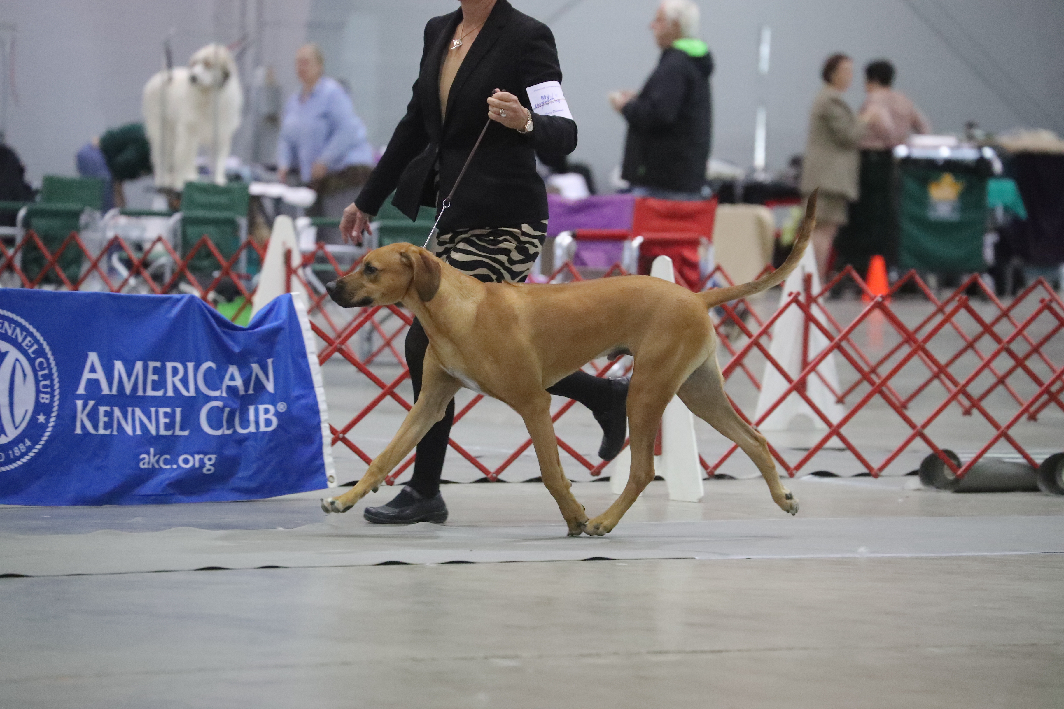 Carolina Ridgebacks BOND | MillaBella Rhodesian Ridgebacks | Rhodesian Ridgeback Breeder ...