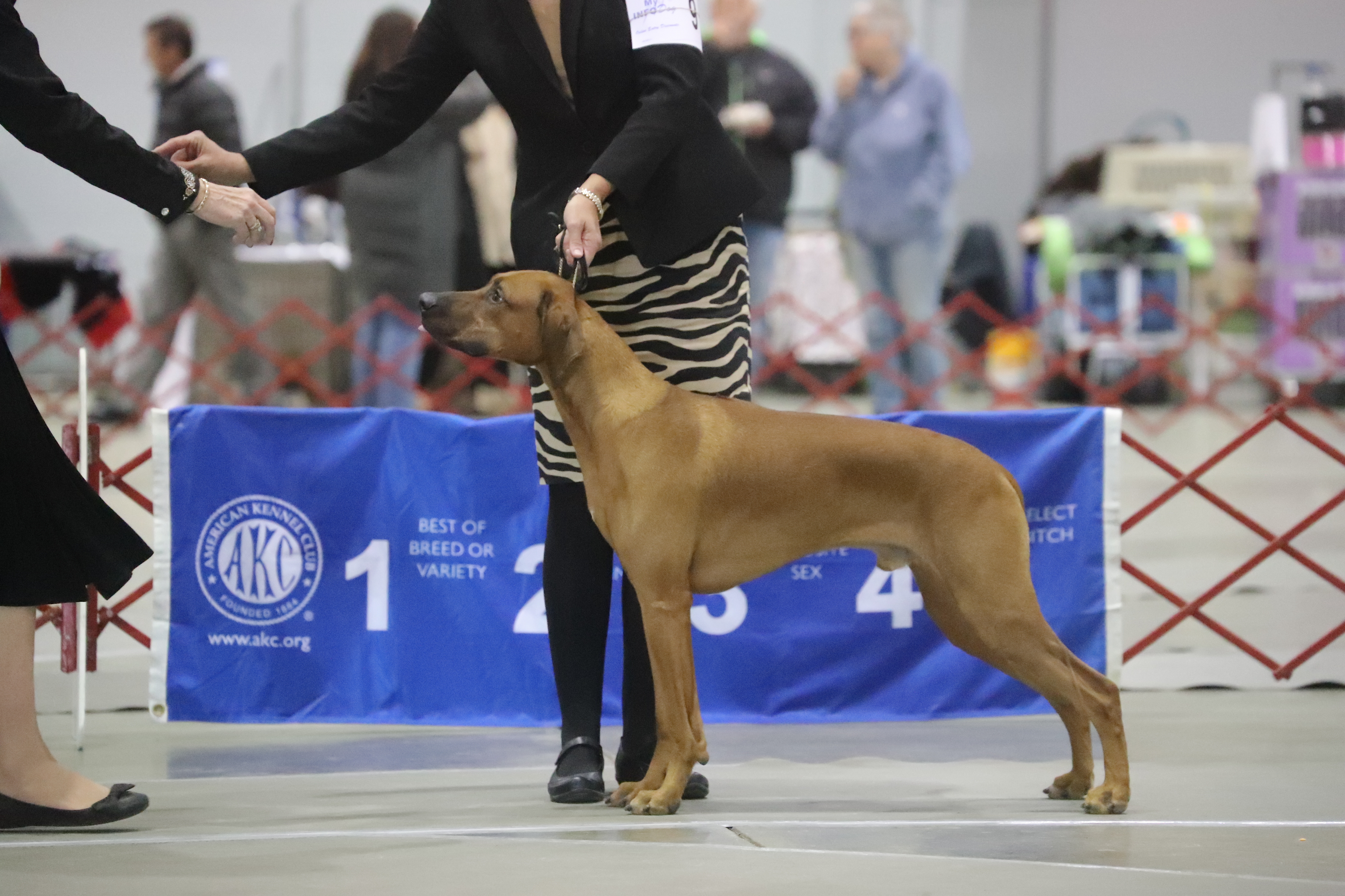 Carolina Ridgebacks VIRGIL | MillaBella Rhodesian Ridgebacks | Rhodesian Ridgeback Breeder ...