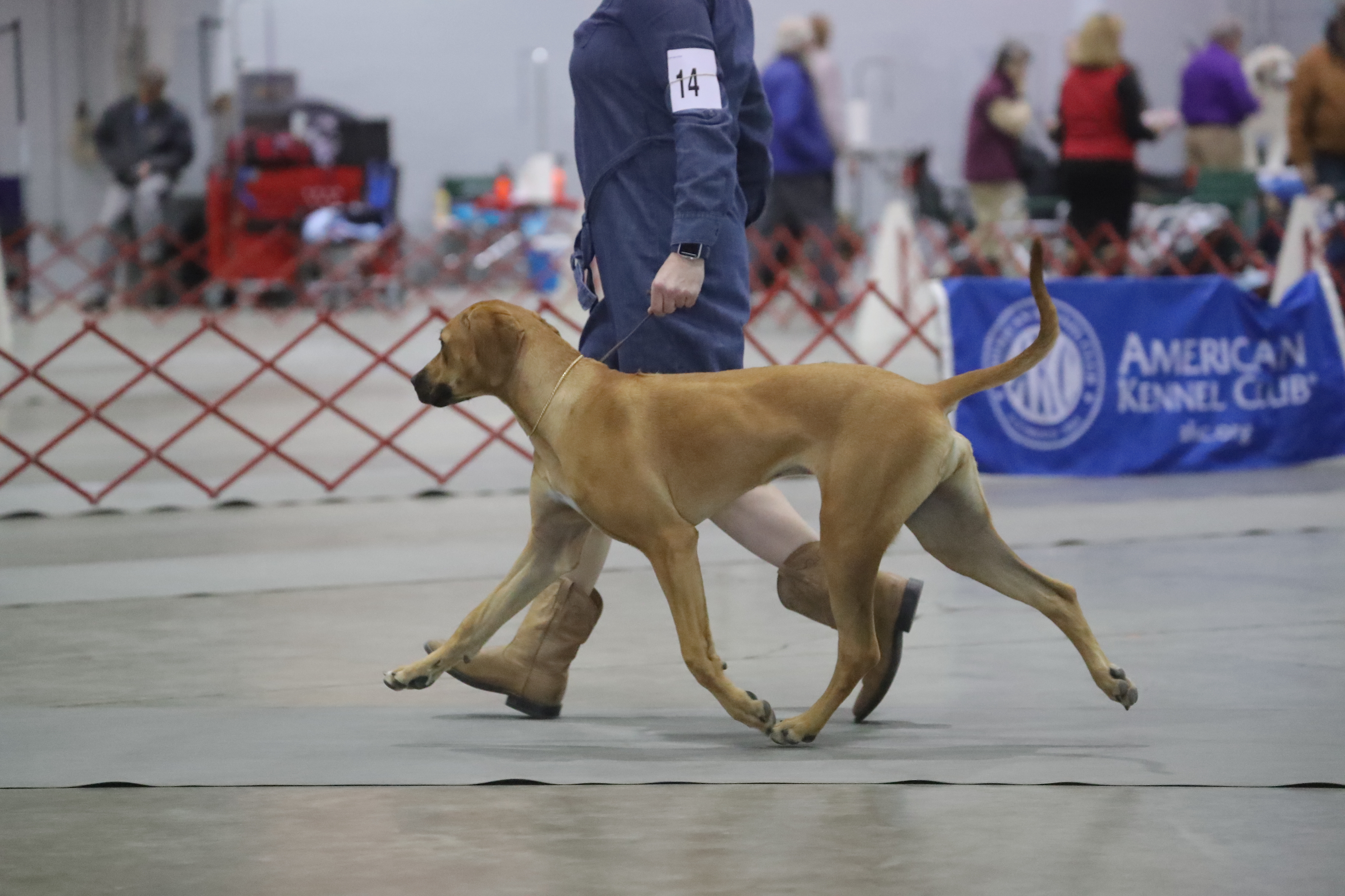 Mallory Ridgeback TILLY | MillaBella Rhodesian Ridgebacks | Rhodesian Ridgeback Breeder ...