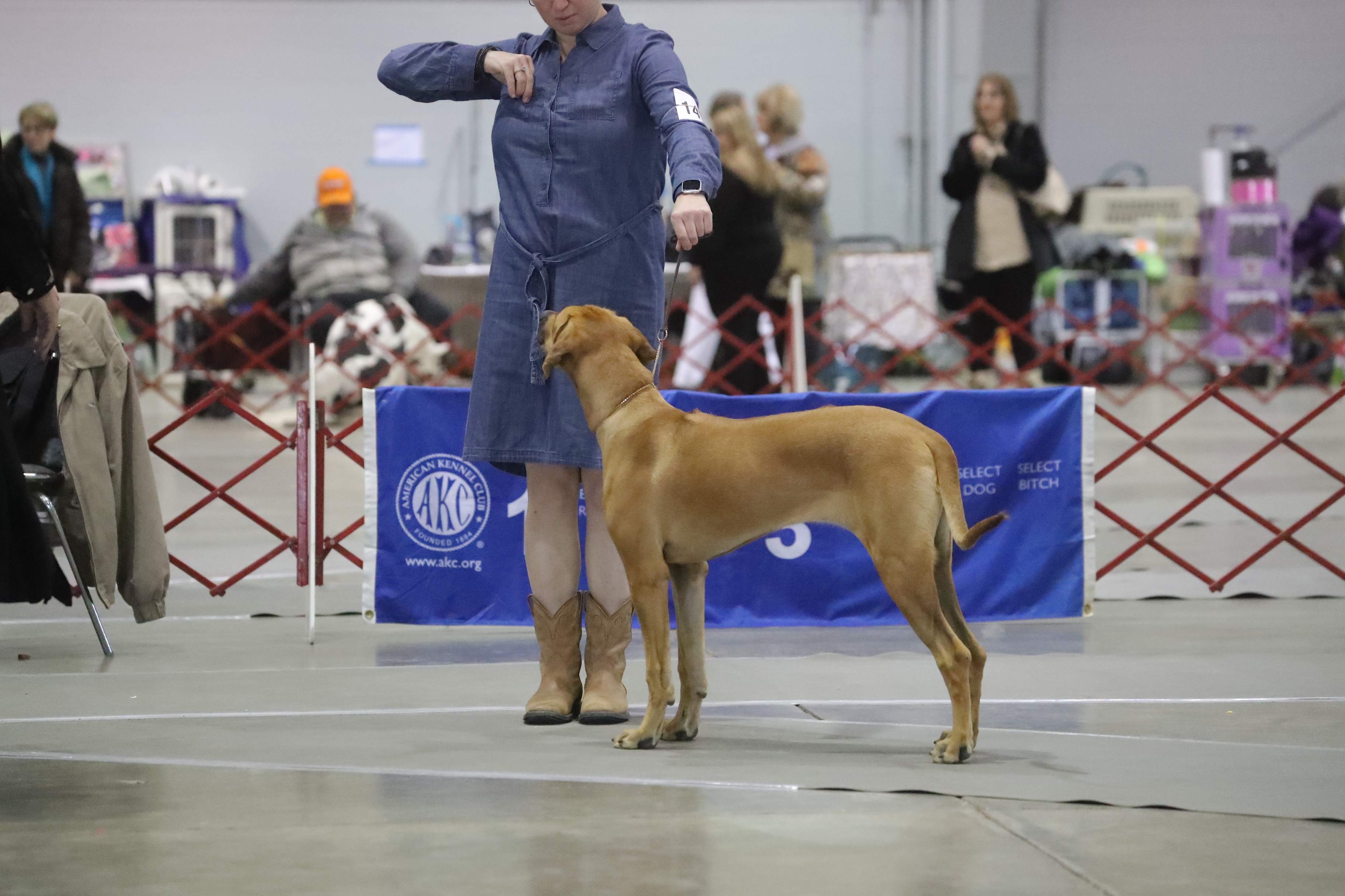 Carolina Ridgebacks TILLY | MillaBella Rhodesian Ridgebacks | Rhodesian Ridgeback Breeder ...