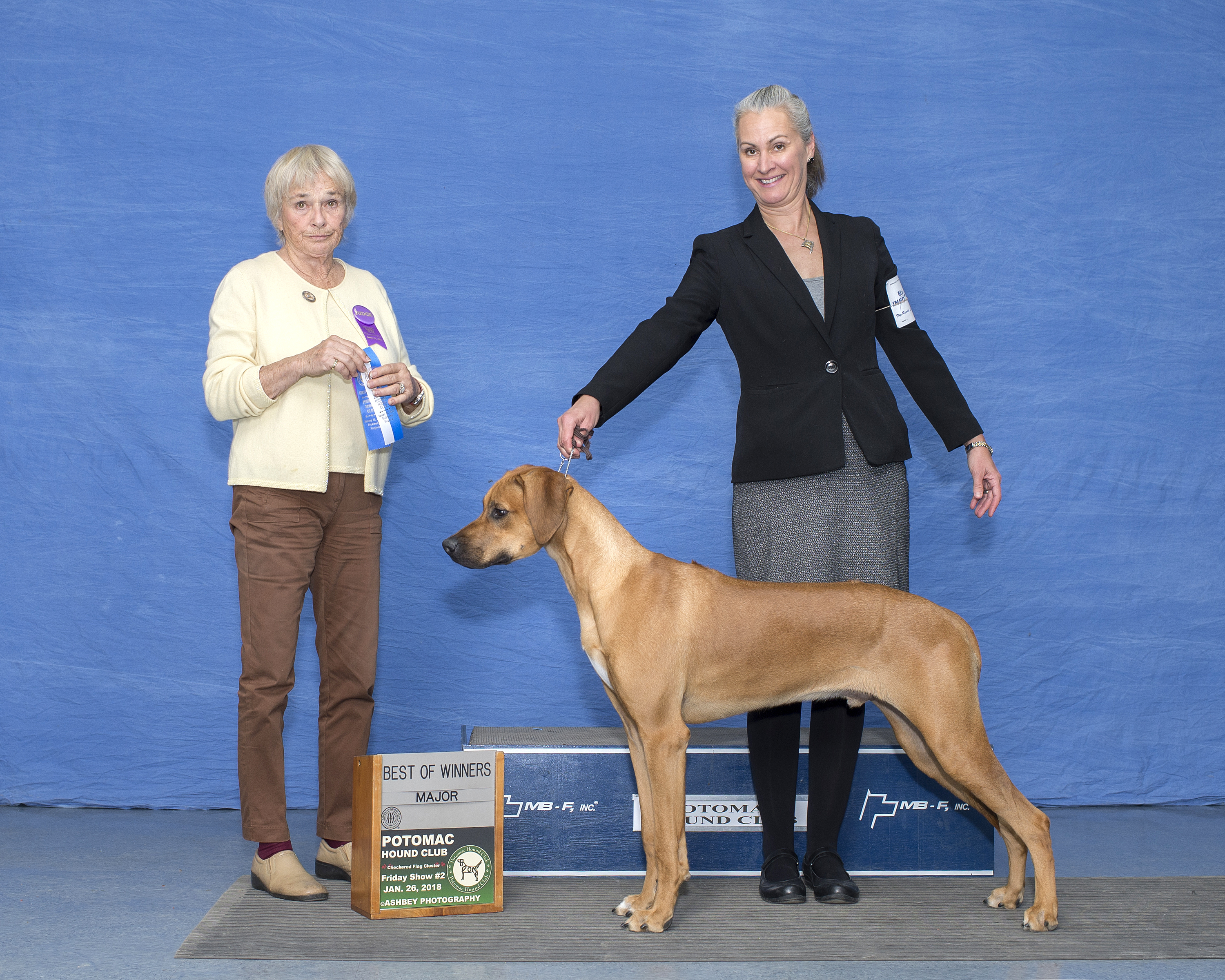 Carolina Ridgebacks BOND | MillaBella Rhodesian Ridgebacks | Rhodesian Ridgeback Breeder ...