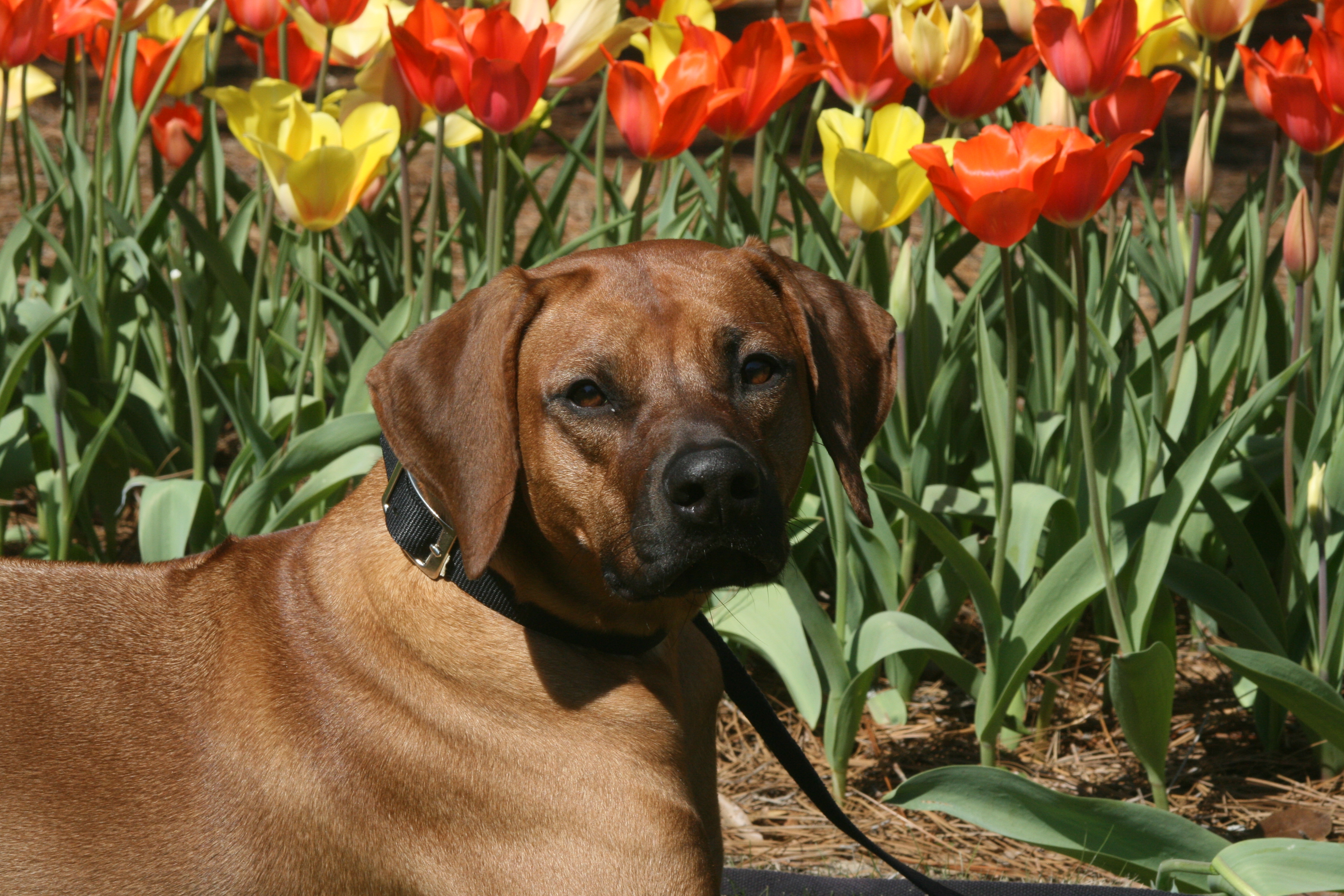 Carolina Ridgebacks RIVA | MillaBella Rhodesian Ridgebacks | Rhodesian Ridgeback Breeder ...