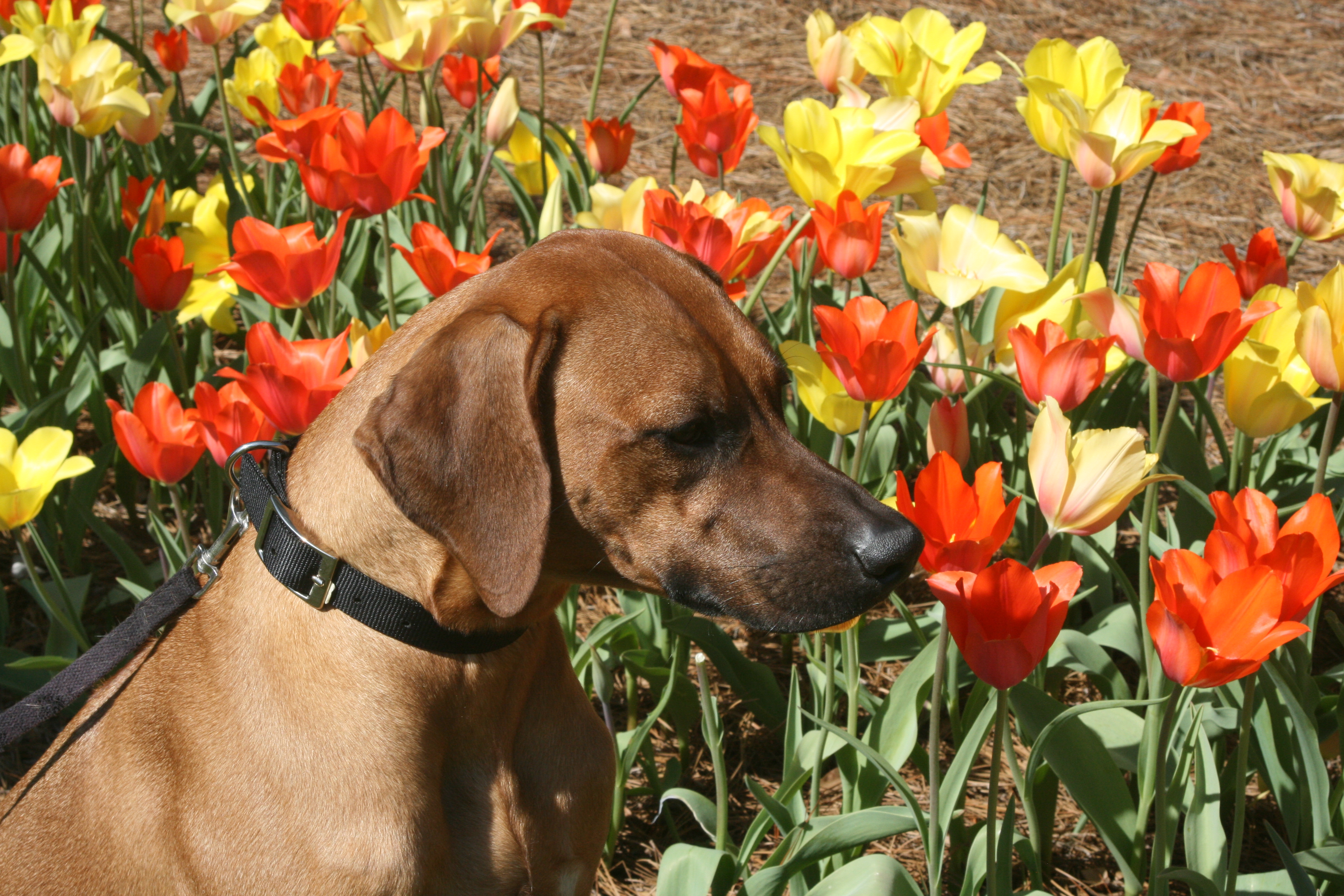 Carolina Ridgebacks RIVA | MillaBella Rhodesian Ridgebacks | Rhodesian Ridgeback Breeder ...