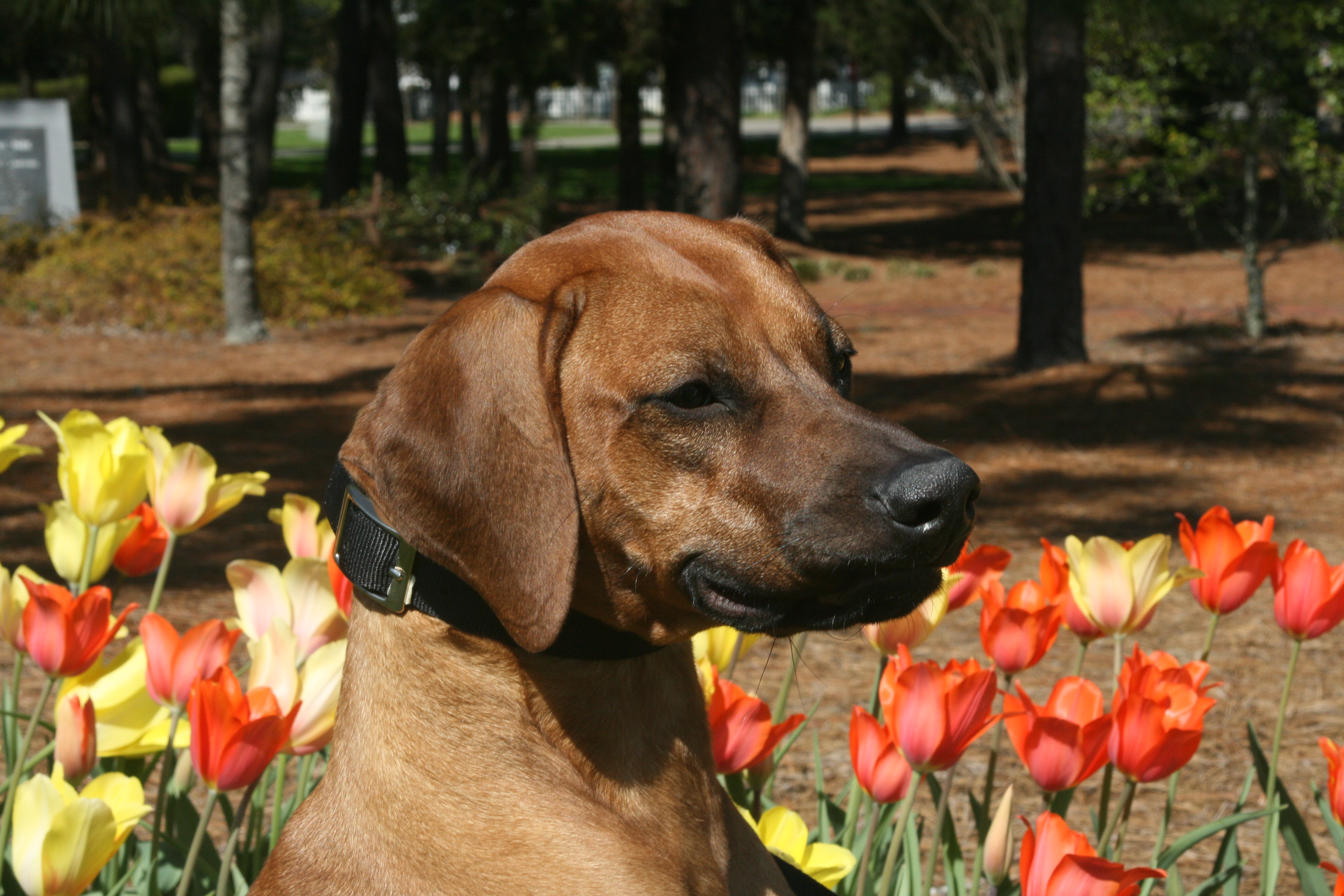 Carolina Ridgebacks RIVA | MillaBella Rhodesian Ridgebacks | Rhodesian Ridgeback Breeder ...