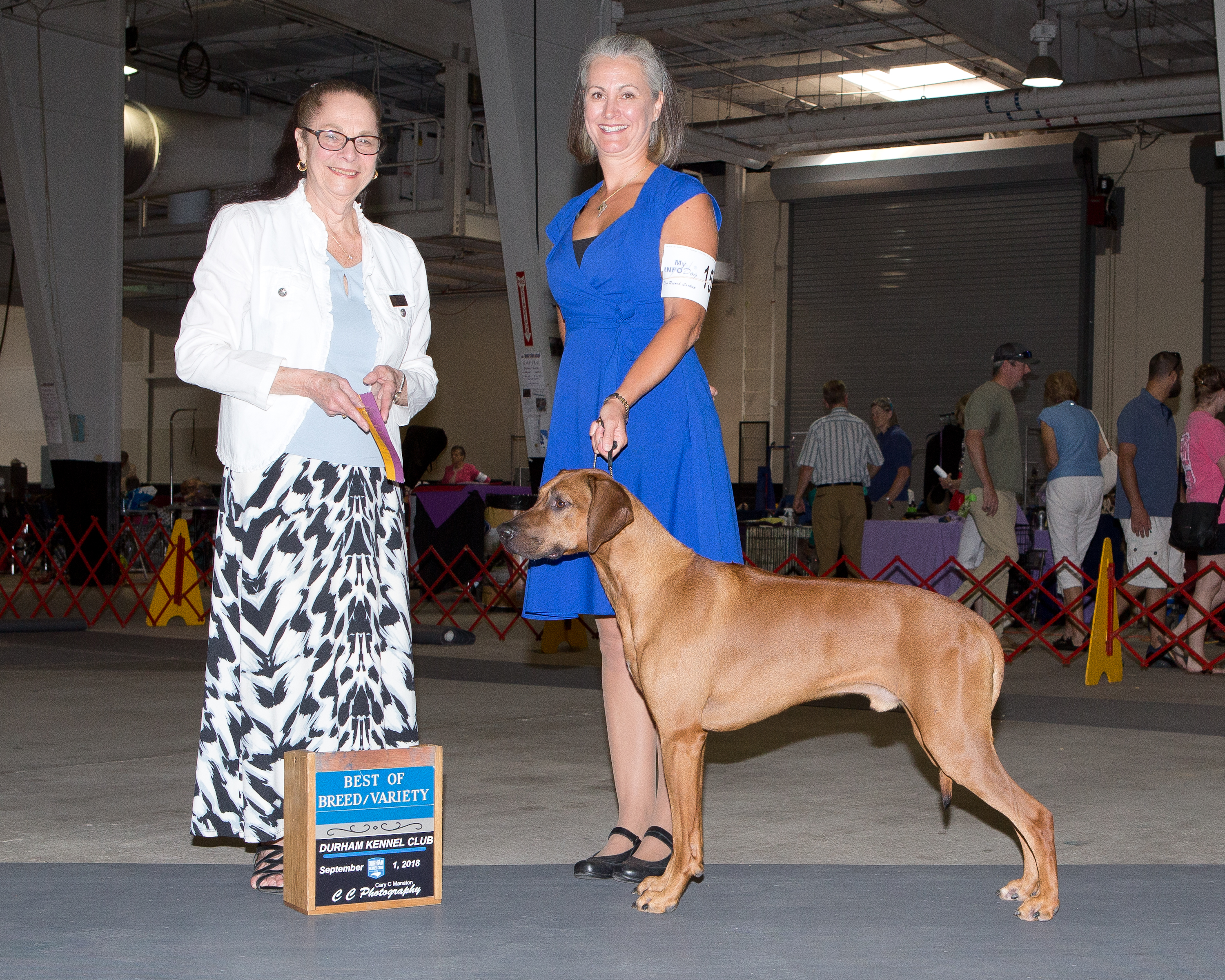 Carolina Ridgebacks VIRGIL | MillaBella Rhodesian Ridgebacks | Rhodesian Ridgeback Breeder ...