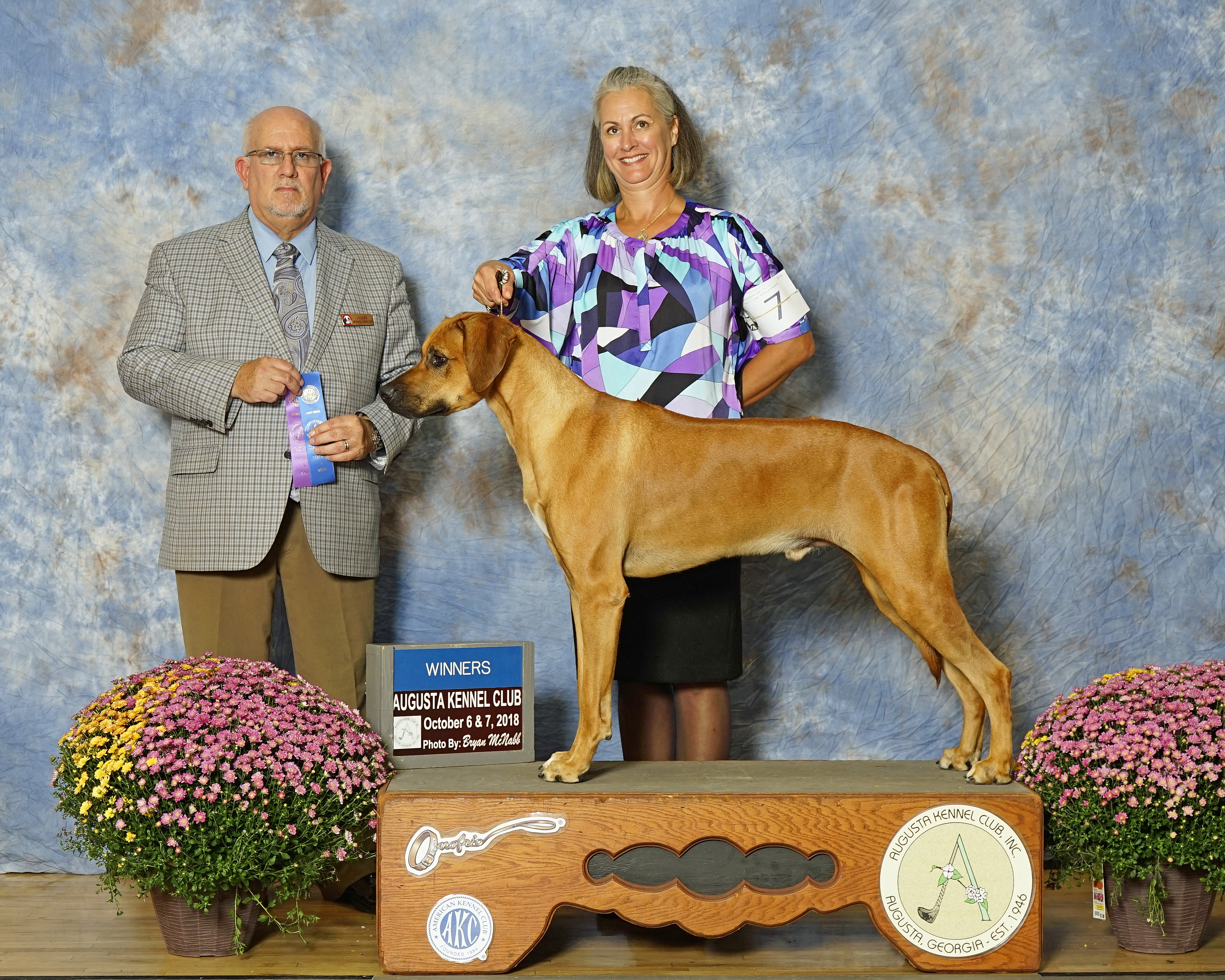 Carolina Ridgebacks BOND | MillaBella Rhodesian Ridgebacks | Rhodesian Ridgeback Breeder ...