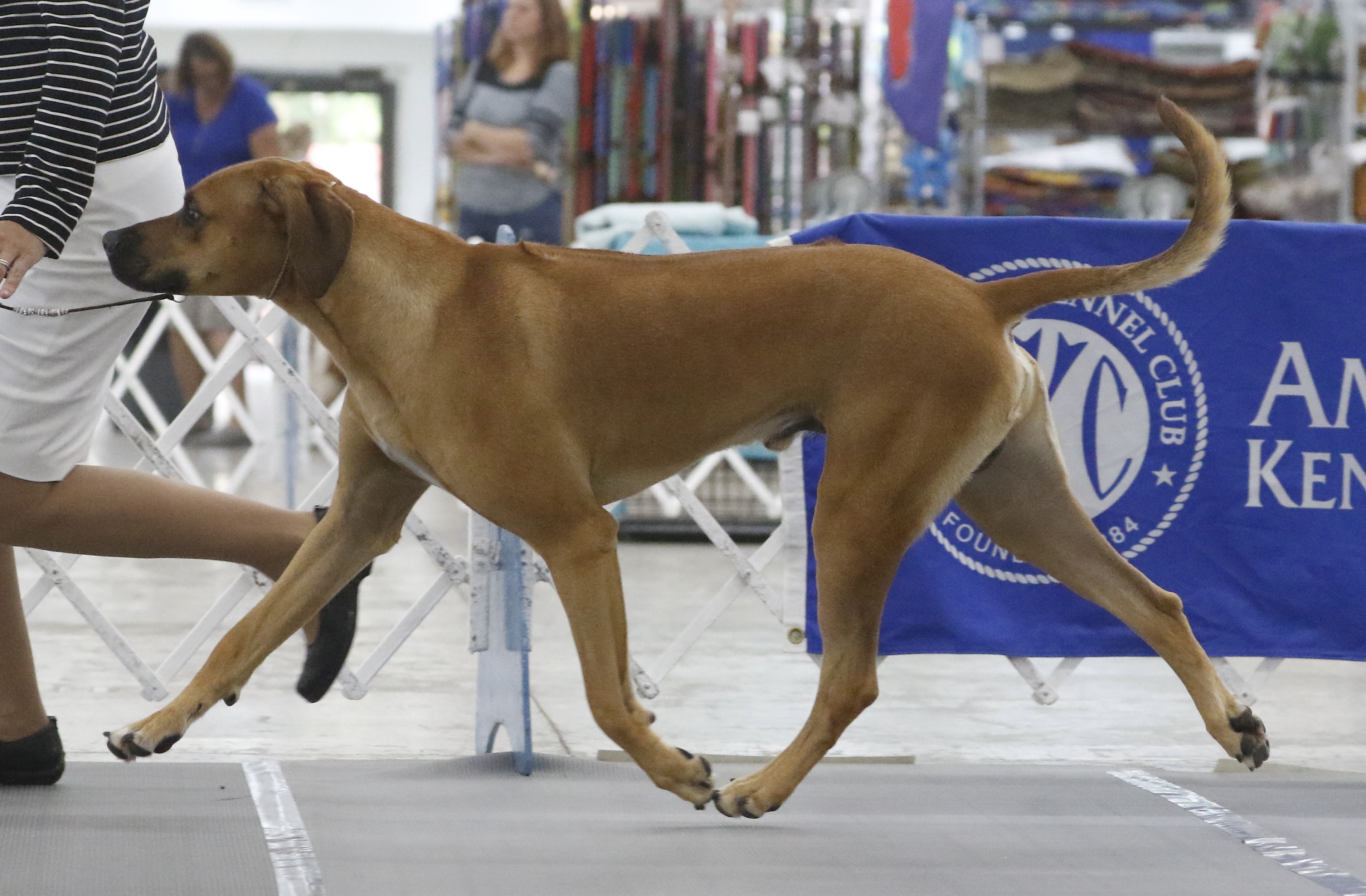 Carolina Ridgebacks BOND | MillaBella Rhodesian Ridgebacks | Rhodesian Ridgeback Breeder ...