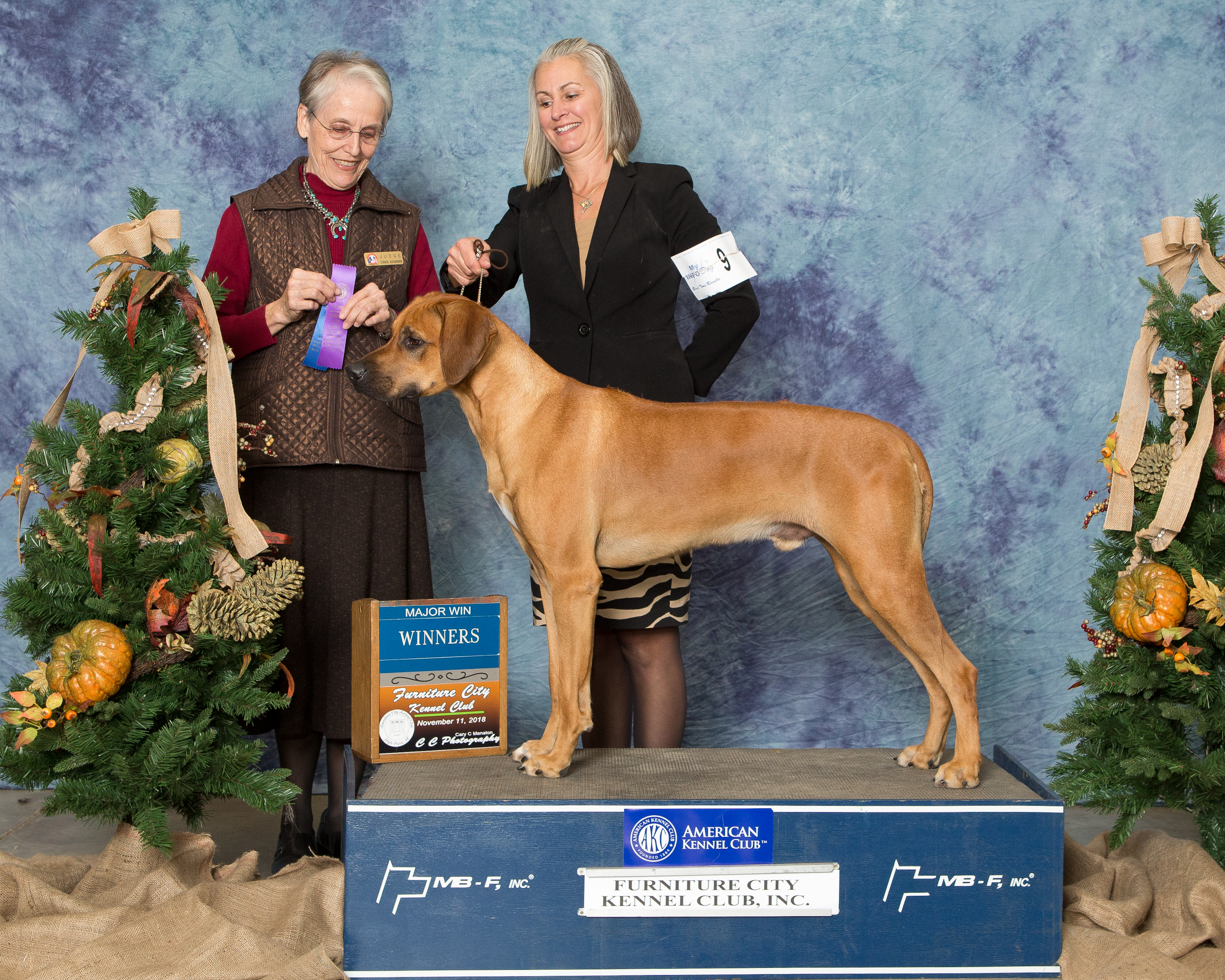 Mallory Ridgeback BOND | MillaBella Rhodesian Ridgebacks | Rhodesian Ridgeback Breeder ...