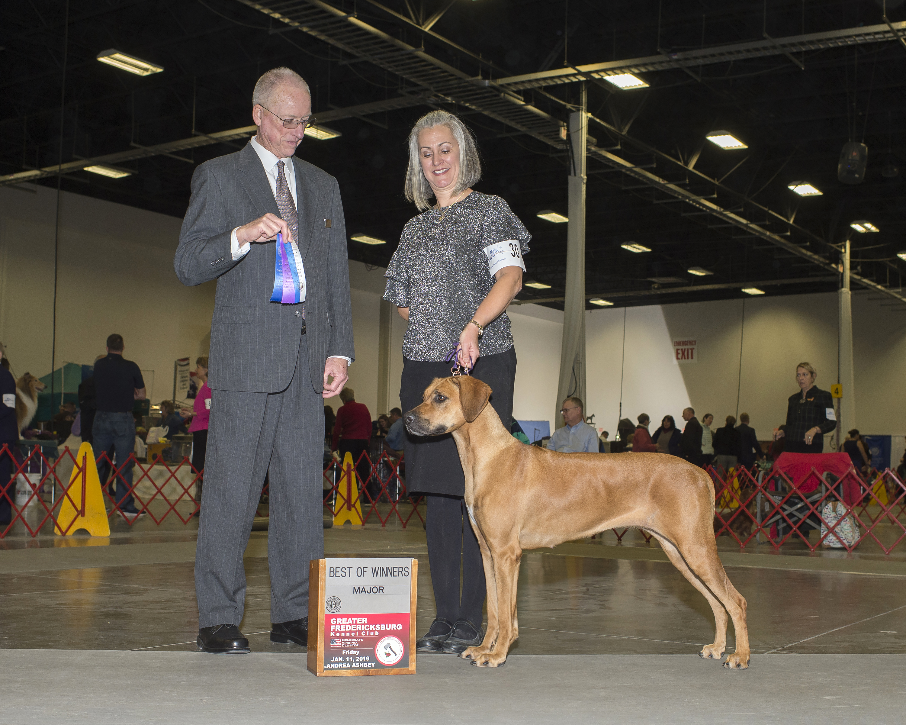 Mallory Ridgeback TILLY | MillaBella Rhodesian Ridgebacks | Rhodesian Ridgeback Breeder ...