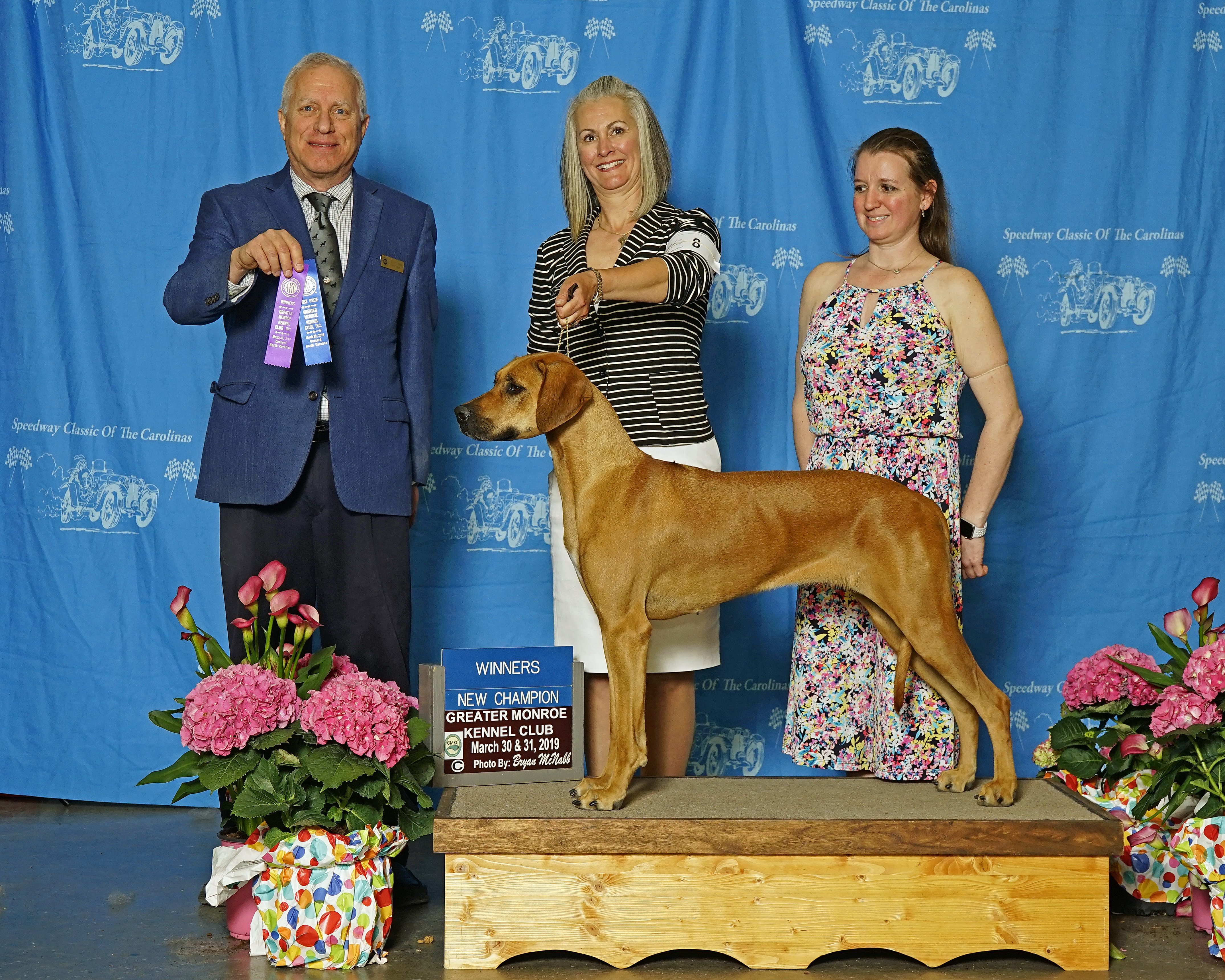 Mallory Ridgeback TILLY | MillaBella Rhodesian Ridgebacks | Rhodesian Ridgeback Breeder ...