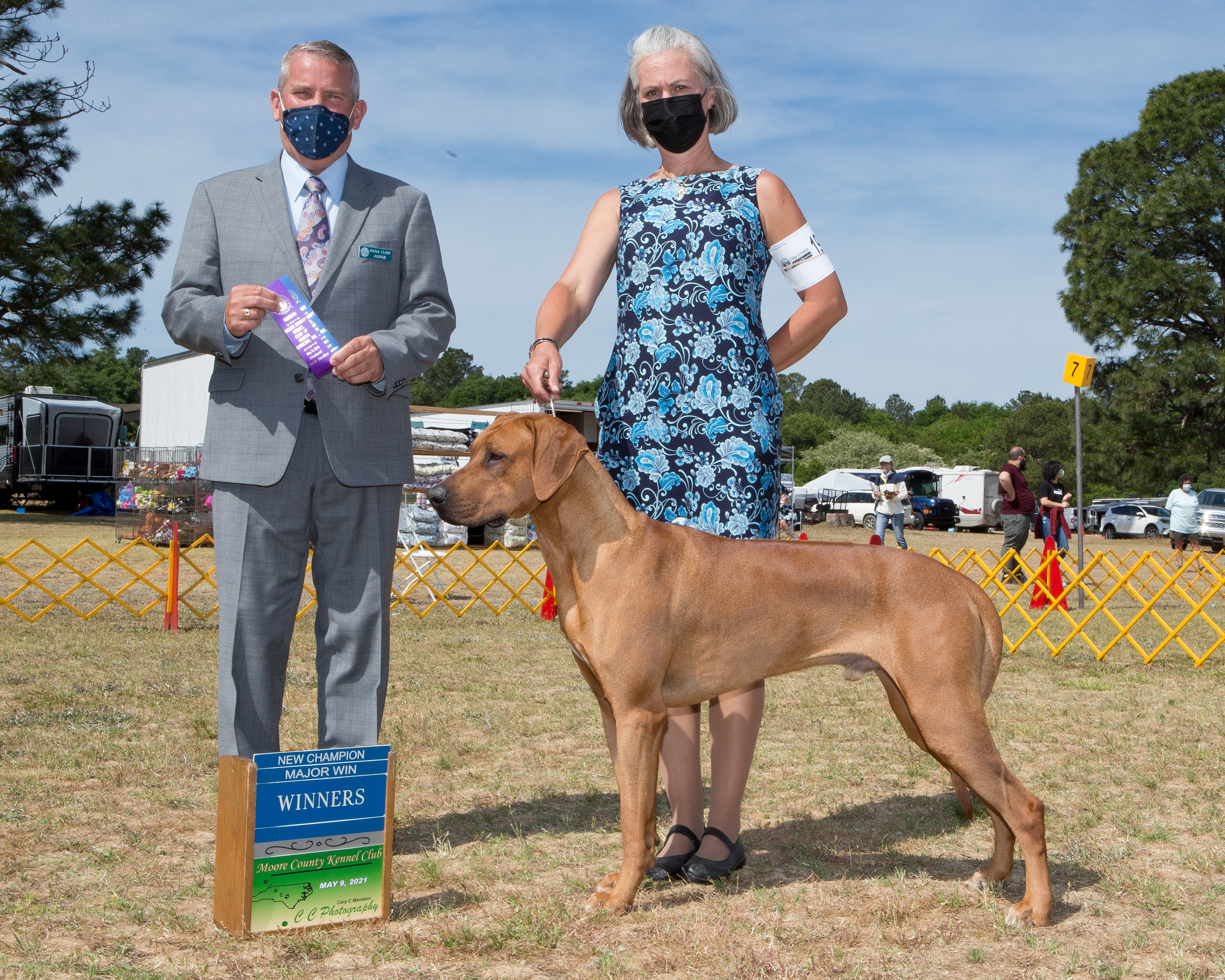 Carolina Ridgebacks SOLO | MillaBella Rhodesian Ridgebacks | Rhodesian Ridgeback Breeder ...