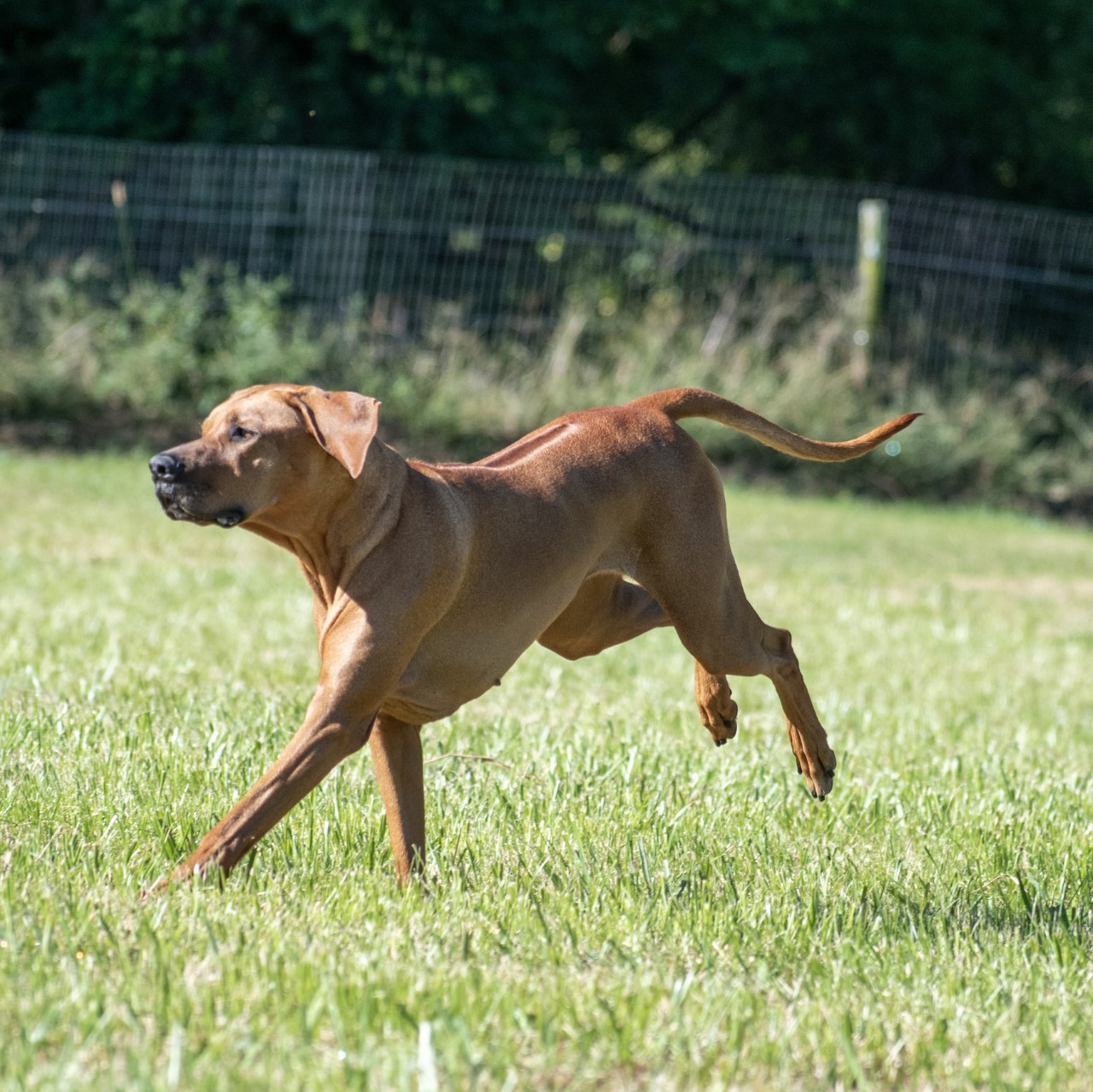 BIANCA | MillaBella Rhodesian Ridgebacks | Rhodesian Ridgeback Breeder ...