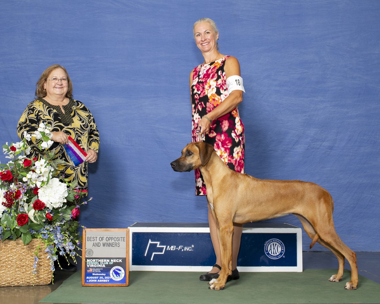LIZZIE | MillaBella Rhodesian Ridgebacks | Rhodesian Ridgeback Breeder ...
