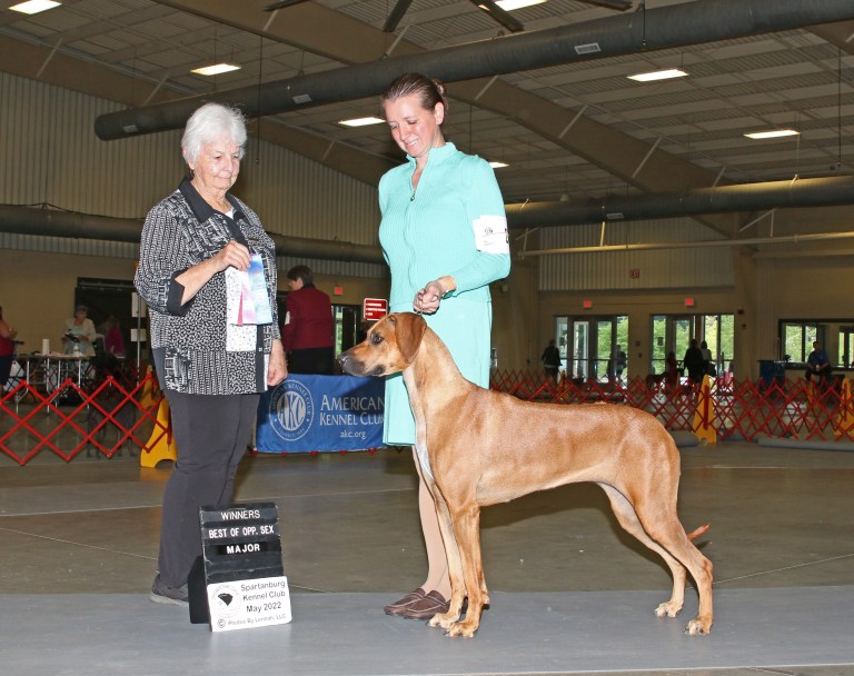 EVA | MillaBella Rhodesian Ridgebacks | Rhodesian Ridgeback Breeder ...