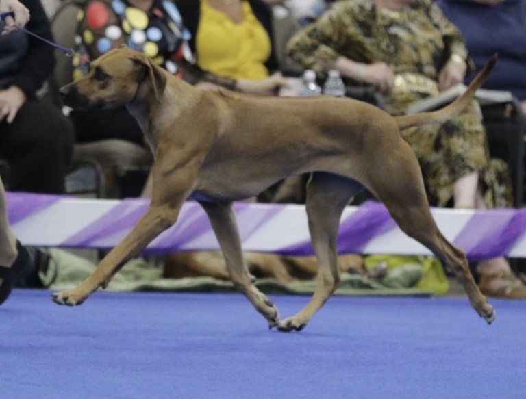 Carolina Ridgebacks EVA | MillaBella Rhodesian Ridgebacks | Rhodesian Ridgeback Breeder ...