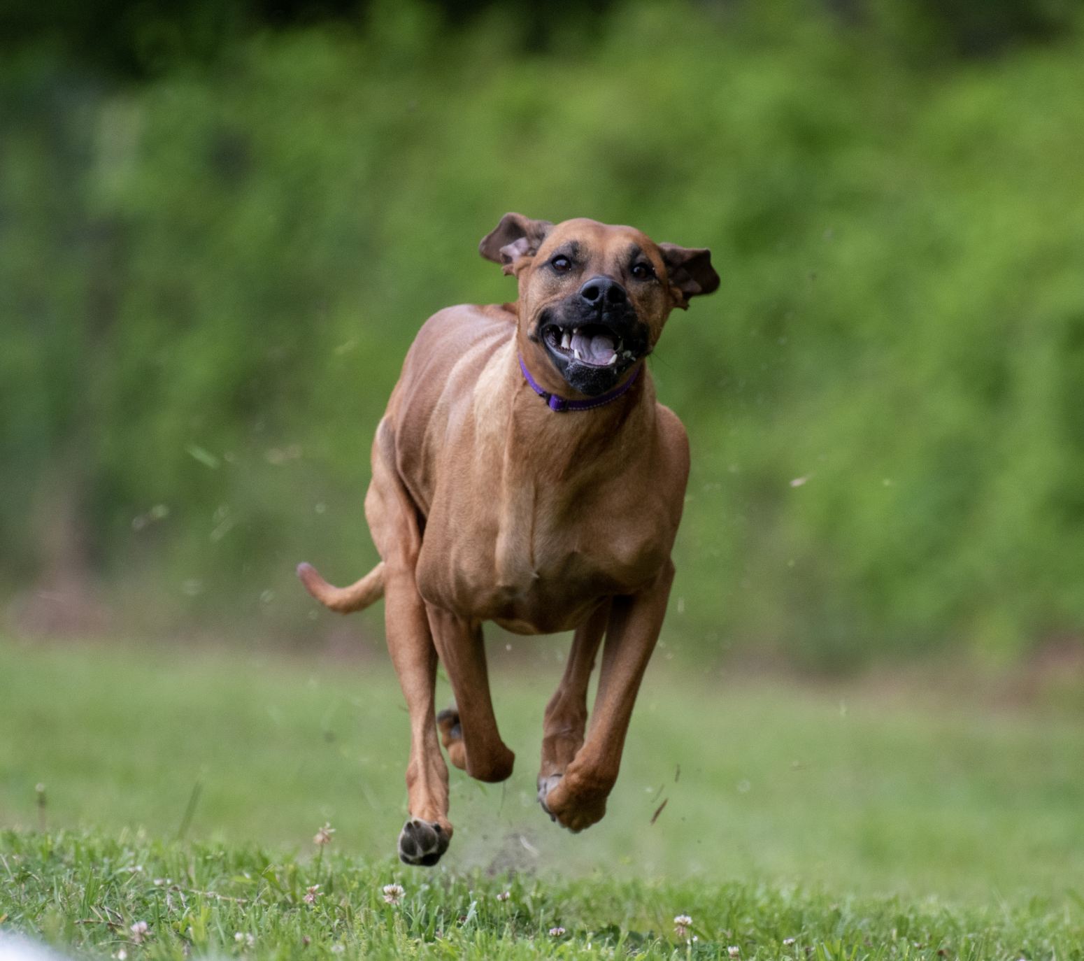 Carolina Ridgebacks EVIE | MillaBella Rhodesian Ridgebacks | Rhodesian Ridgeback Breeder ...