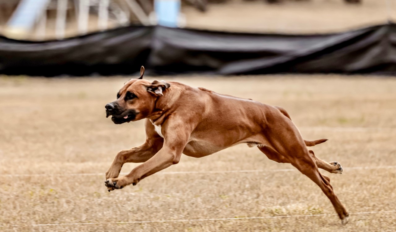 Carolina Ridgebacks MAXX | MillaBella Rhodesian Ridgebacks | Rhodesian Ridgeback Breeder ...