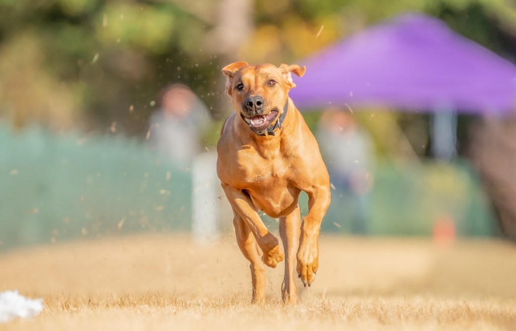 Carolina Ridgebacks NEEMA | MillaBella Rhodesian Ridgebacks | Rhodesian Ridgeback Breeder ...
