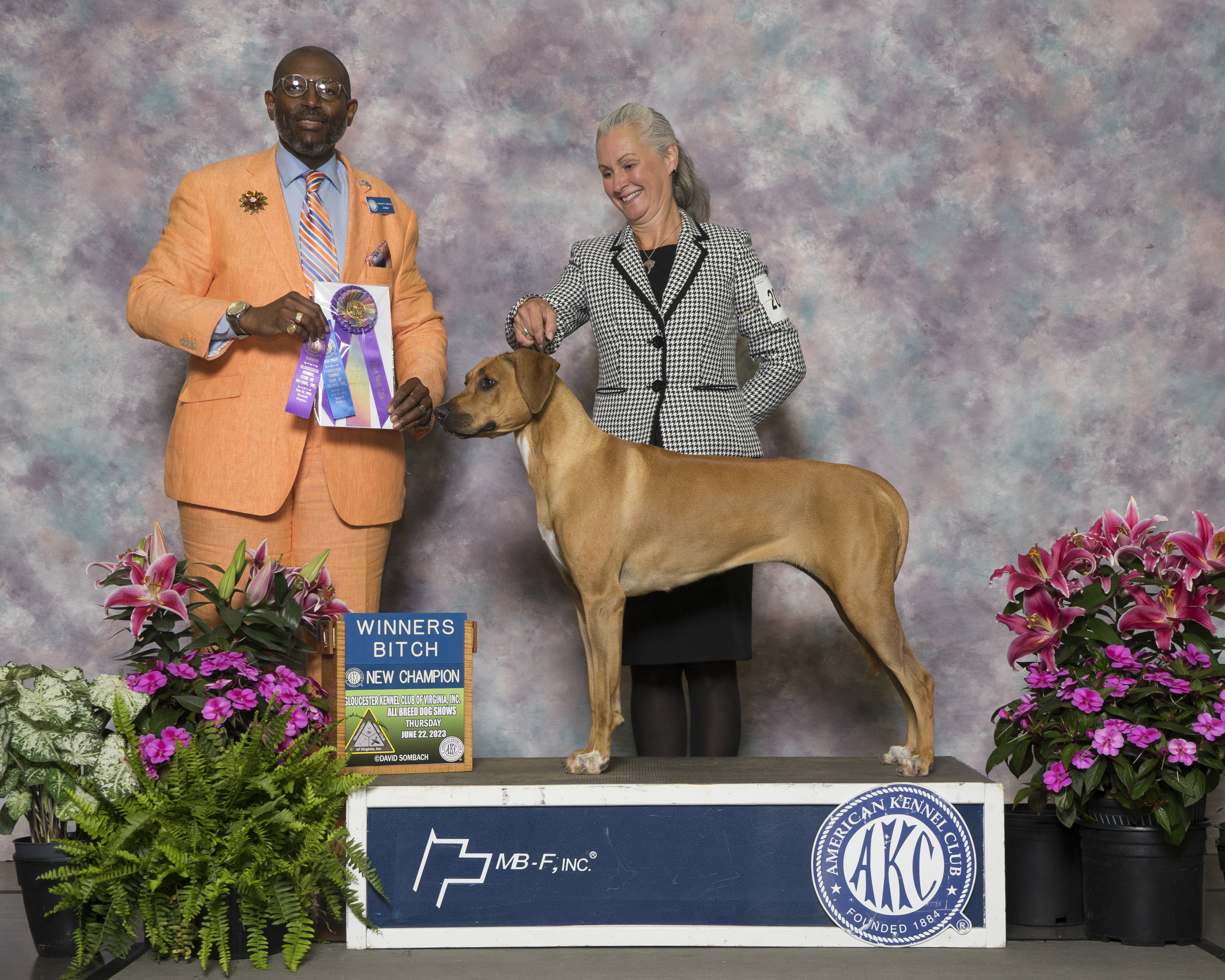 Carolina Ridgebacks ELLA | MillaBella Rhodesian Ridgebacks | Rhodesian Ridgeback Breeder ...