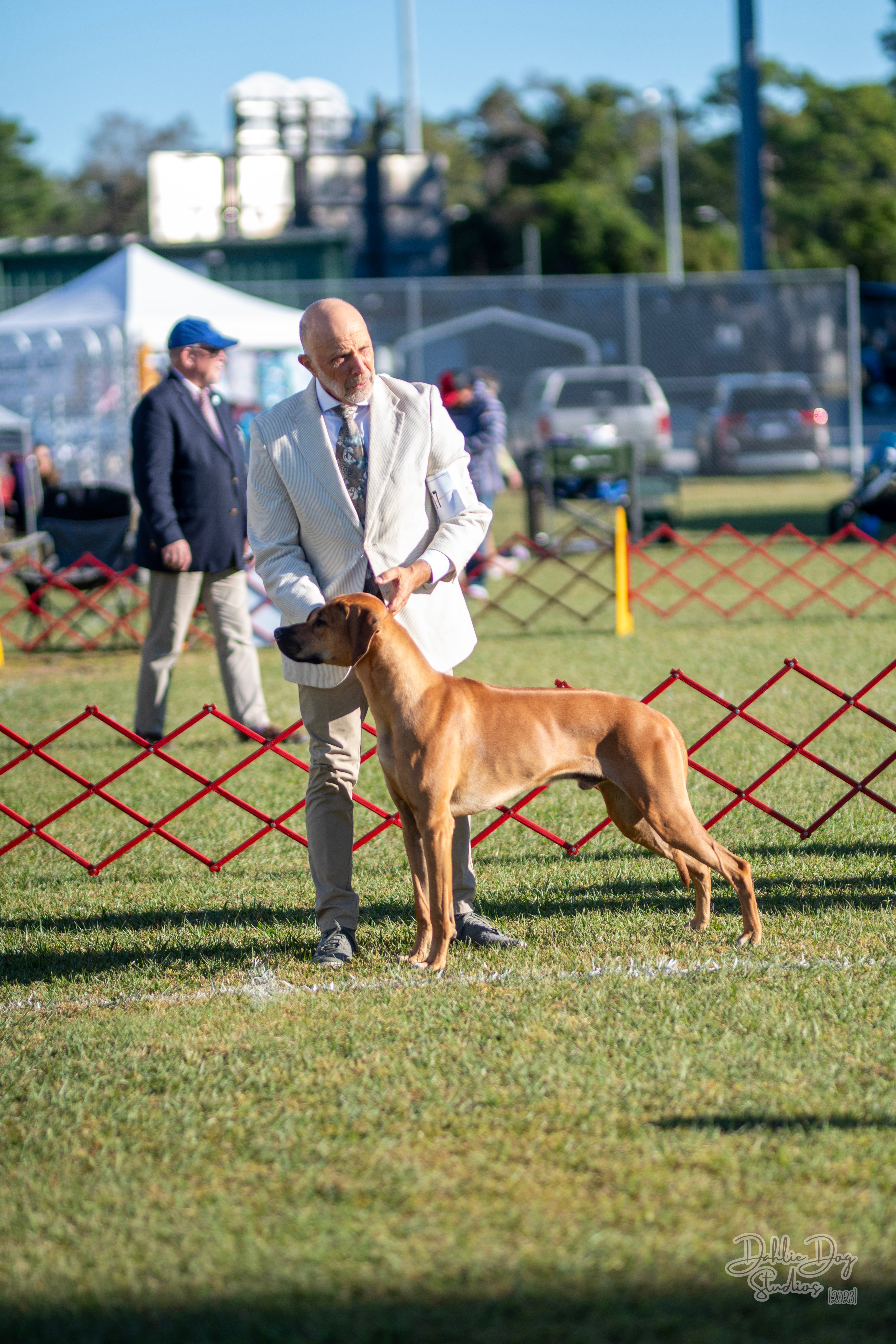 Carolina Ridgebacks DIBS | MillaBella Rhodesian Ridgebacks | Rhodesian Ridgeback Breeder ...